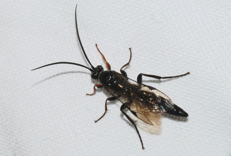 Ichneumonidae nero